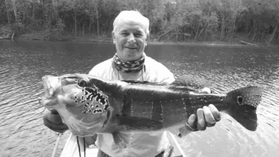 Cascavelense de 78 anos morre após ataque de enxame de abelhas no Pará