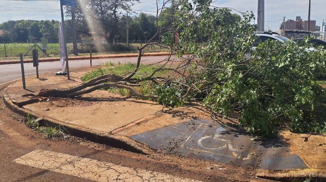 GM é acionada após árvore cair sobre pista na Vila Becker em Toledo