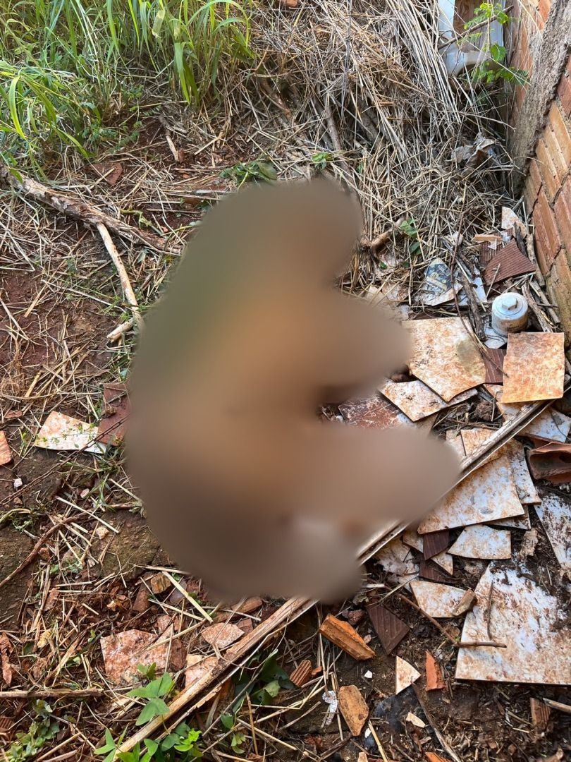 Polícia Civil prende tutor investigado por maus-tratos que causaram a morte de pitbull em Toledo