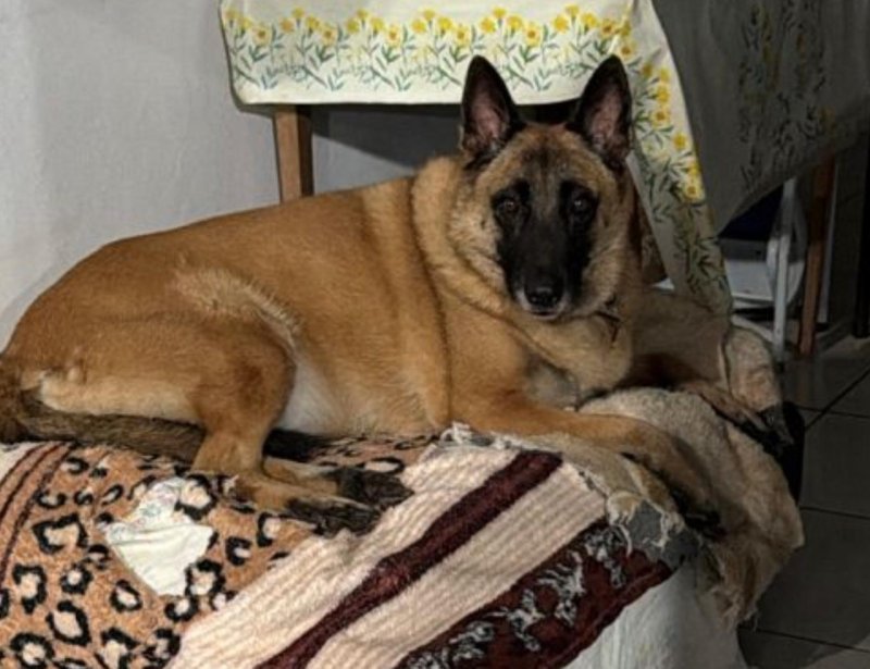 Cadela pastor mallinois desaparece na Rua Santos Dumont em Toledo