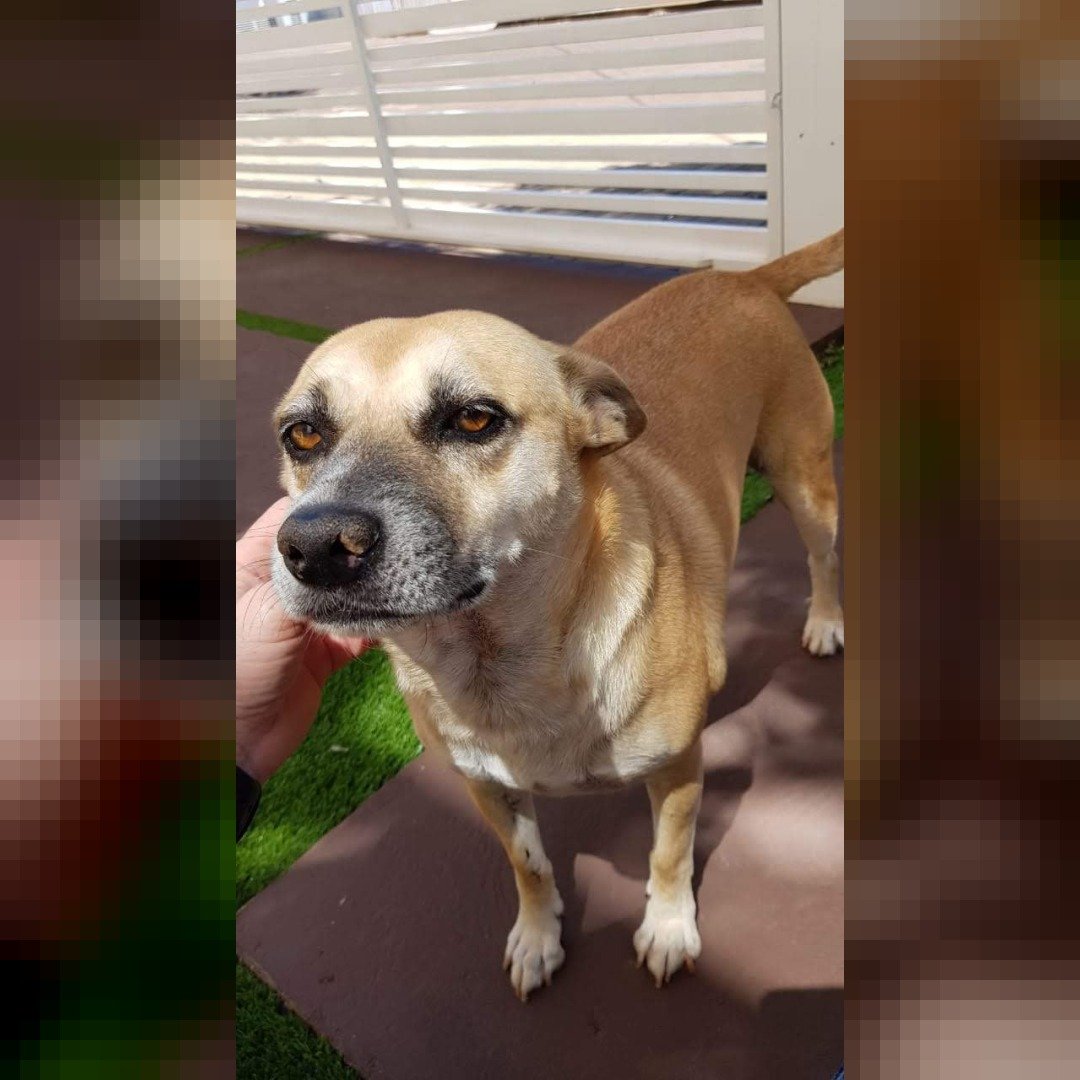 Cachorro com problemas de visão desaparece no Jardim Gisela