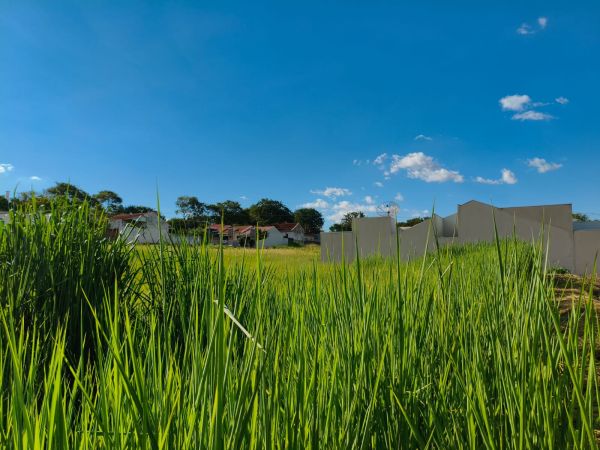Prefeitura de Toledo notifica proprietários de 32 terrenos sem limpeza; multas somam R$ 58,8 mil