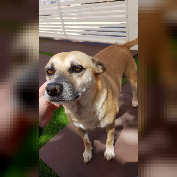 Cachorro com problemas de visão desaparece no Jardim Gisela